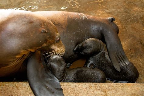 SeaWorld Orlando Welcomes First Twin Sea Lion Pups - Florida Parks