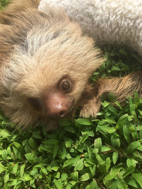 Sloth Sanctuary Part 2 – The Insider’s Tour – My Shananigans