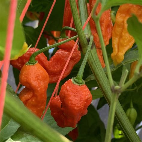 Hot Pepper Growing Tips - GROZINE