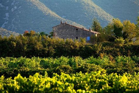 Vineyards in France and Italy: who buys them and for how much? - EE24