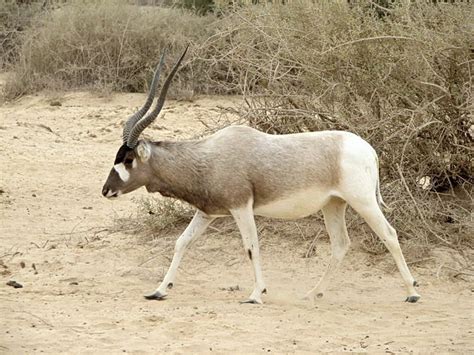 Addax Photo | List of animals, Animals, Addax antelope