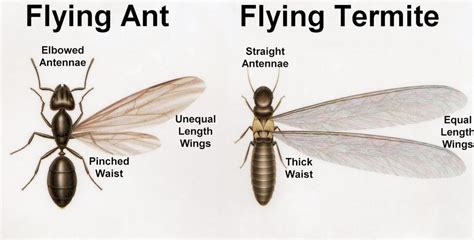 Winged Termites