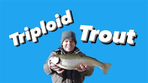 TRIPLOID TROUT catch and cook !! Fishing RUFUS WOODS #trout #fishing ...