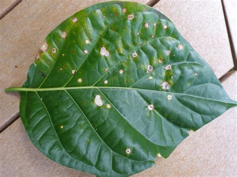 6 Most Common Viburnum Diseases and How to Treat Them - Dengarden