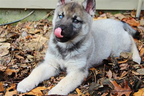 Loki - Elkhound/Husky mix at 8 weeks : r/NorwegianElkhound