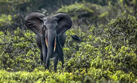 Discover all the Gabon National Parks | Discover Afrika