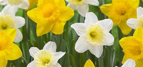 Bring on Spring With Durable, Dependable Daffodils