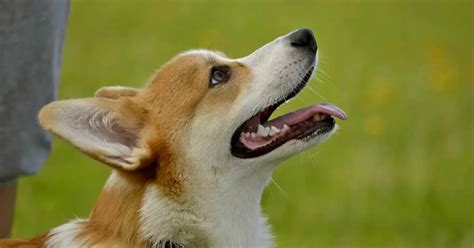 Barking In Corgis: Do Corgis Bark A Lot? - Corgi Care