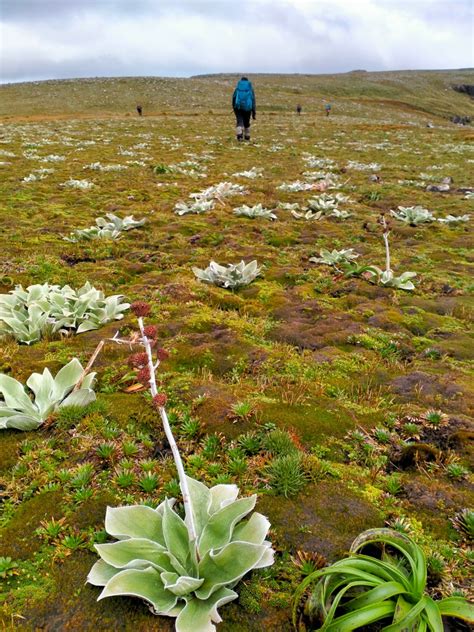 The 2023 Strannik Auckland Island Expedition: An extraordinary botanical voyage to the ...