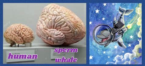 Sperm Whale Brain Compared To Human