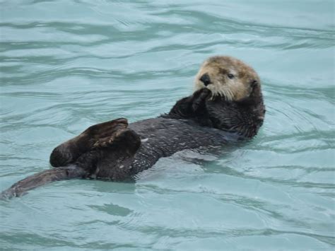 Sea Otter - Alaska