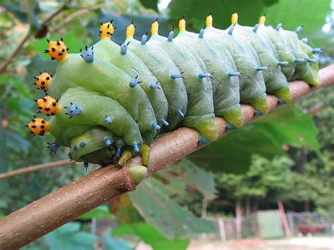 Cecropia Moth Caterpillar