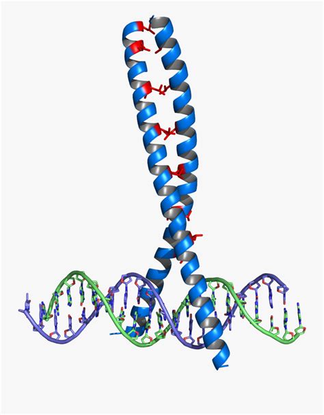 Leucine Zipper - Leucine Zipper Dna Binding Domain , Free Transparent Clipart - ClipartKey