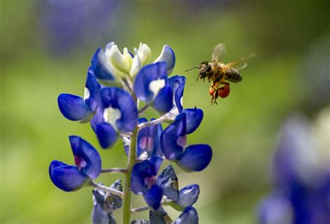 Honey bee visits Texas bluebonnet | Austin, Texas, USA. A pu… | Flickr