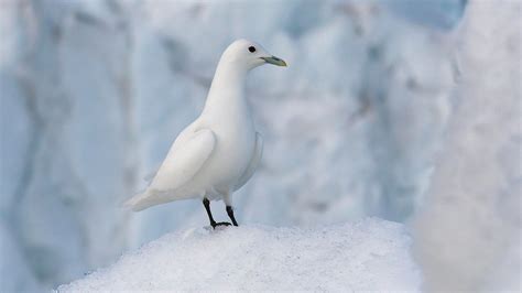 Ivory Gull | Audubon Field Guide