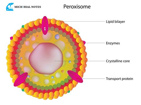 Peroxisomes - Its structure and function - Microbial notes