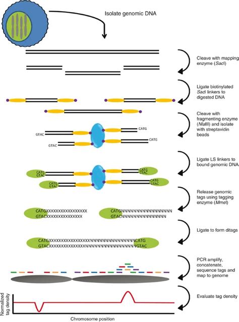 Digital karyotyping | Nature Protocols