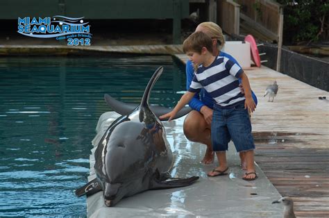 The Evans Crew: Miami seaquarium (dolphin in counter)