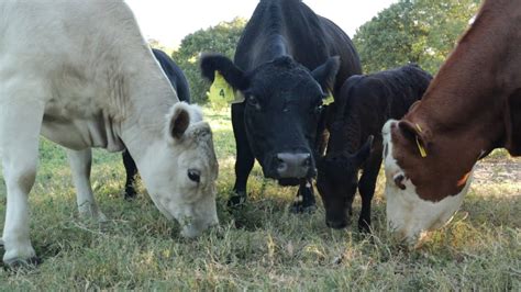 HOW to Plan Rotational Grazing System for Cows - YouTube