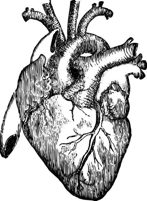 Menschliches Herz Kostenloses Stock Bild - Public Domain Pictures