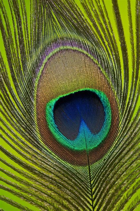 Peacock tail feather | Peacock feather art, Peacock images, Peacock tail