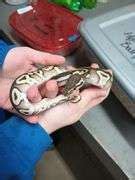 Female Hypo - Mojave Ball Python - Rogers Community Auction Inc.