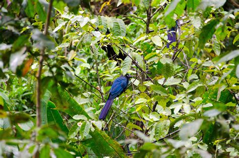 Yasuní National Park has an amazing variety of birdlife. | Asia travel, Unique places to travel ...