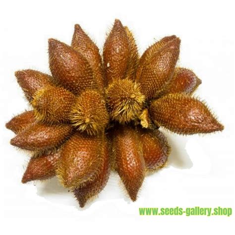 Exotic Snake Fruit Salak Seeds (Salacca edulis) - Price €7.00