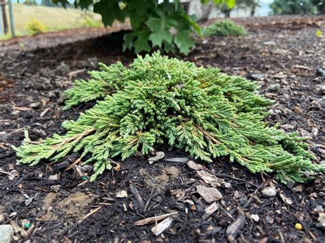 Buy Juniperus horizontalis 'Pancake'Creeping Juniper | Conifer Kingdom