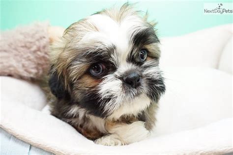 Blue: Shih Tzu puppy for sale near Orange County, California. | 43c3237f-2241