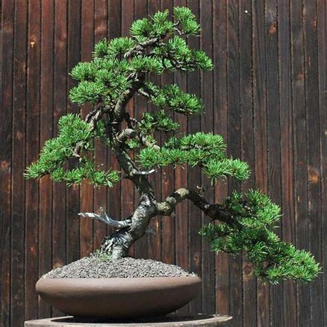 Buy PINUS mugo, Mountain Pine, bonsai, seed | Australian Seed