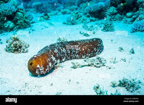 Black sea cucumber or Sandy sea cucumber (Holothuria atra). Egypt, Red Sea Stock Photo - Alamy