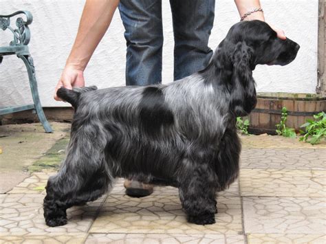 English Cocker Spaniel | Cocker spaniel grooming, Spaniel breeds, Cocker spaniel