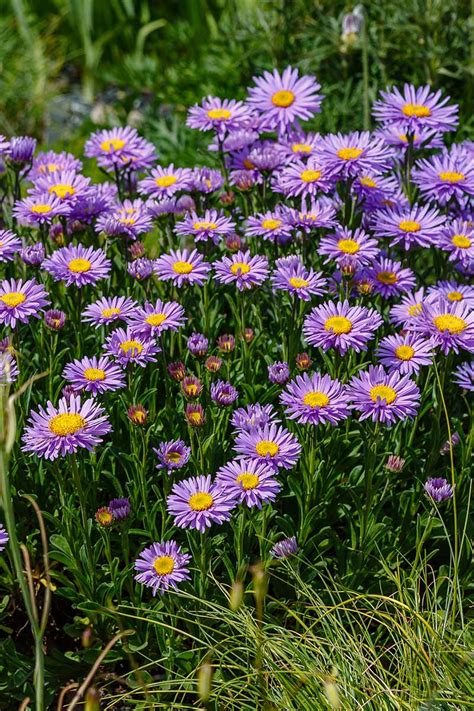 11 of the Best Purple Asters | Gardener’s Path