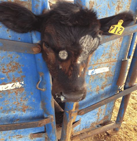 Ringworm Treatment For Cows - All About Cow Photos