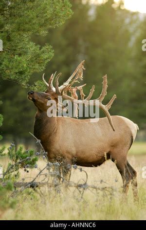 Bull elk shedding velvet off antlers in late summer Stock Photo ...