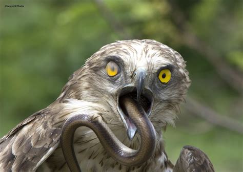 A Short-toed snake eagle eating a trinket snake - Imgur | Animals, Snake photos, Snake