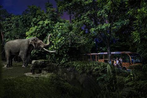 Highly recommend - Night Safari, Singapore Traveller Reviews - Tripadvisor