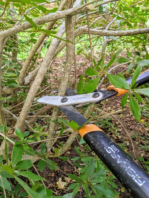 Pruning My Azaleas - The Martha Stewart Blog