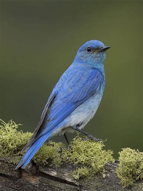 Bluebird Symbolism & Meaning | Birdzilla - Enjoyin' Birds