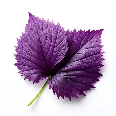 Premium AI Image | Isolated of a Purple Shiso Leaf With Serrated Edge ...