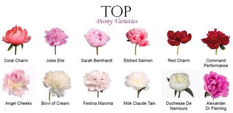 Favourite Wholesale Peony Varieties ~ The Flower Hub