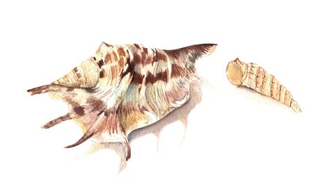 Download Seashells Sea Beach Royalty-Free Stock Illustration Image ...