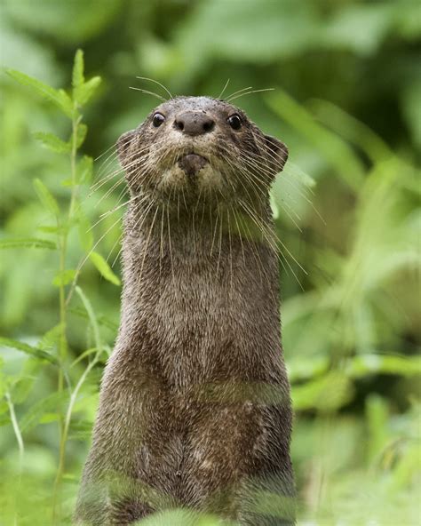 Otter Conservation – Planet Life Foundation