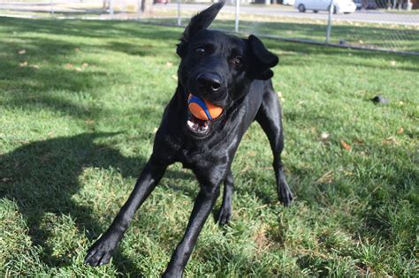 Animal Medical Center | A Boise Veterinarian Hospital