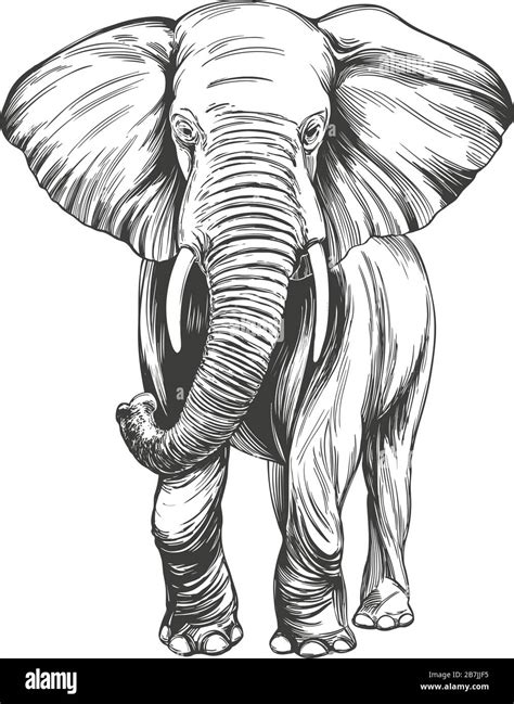 Les 80+ meilleures realiste bébé dessin elephant 329603 - Jossaesipus5p