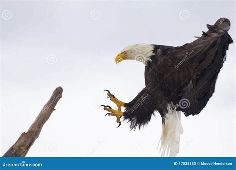 Bald Eagle landing stock image. Image of avain, symbol - 17538333