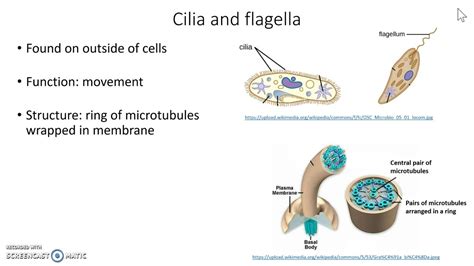 How Do Centrioles And Cilia Work Together? The 8 Latest Answer - Chiangmaiplaces.net