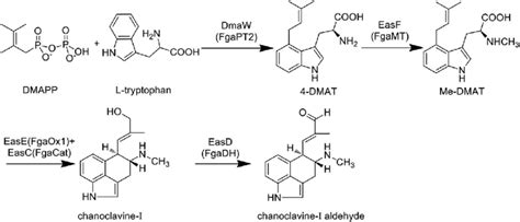 The common biosynthetic pathway of ergot alkaloids in different fungal... | Download Scientific ...