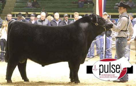 NWSS – Angus Bull Show | The Pulse